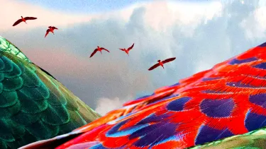 Graphic showing the back of a peacock with red and green feathers with five other peacocks flying overhead