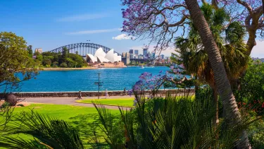 Jacaranda trees in full bloom in Royal Botanic Garden Sydney.